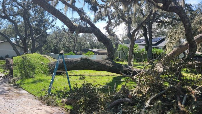 A downed tree lies across a Tampa Bay resident's property after Hurricane Milton's strong winds. (Photo: Terry Lindstam)